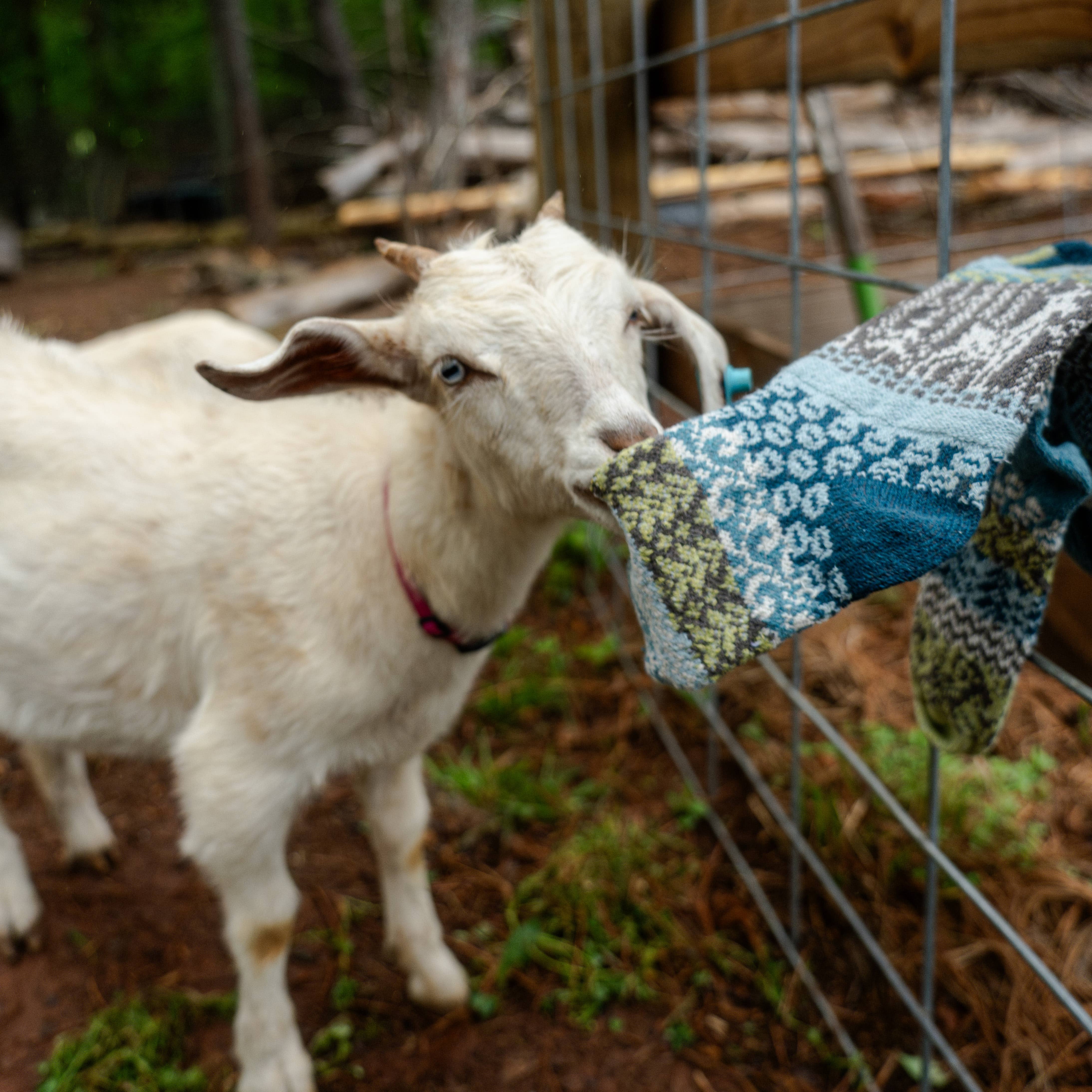 Goat Crew Socks | Socks That Give Back to National Parks: XL (Womens 12-14 / Mens 12+), photo 4 of 5